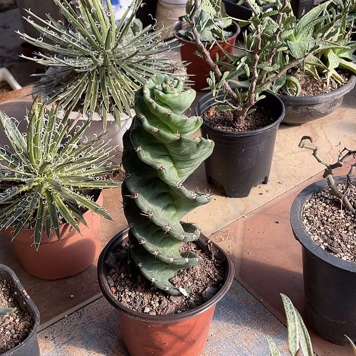 无花朵龙卷风一物一拍