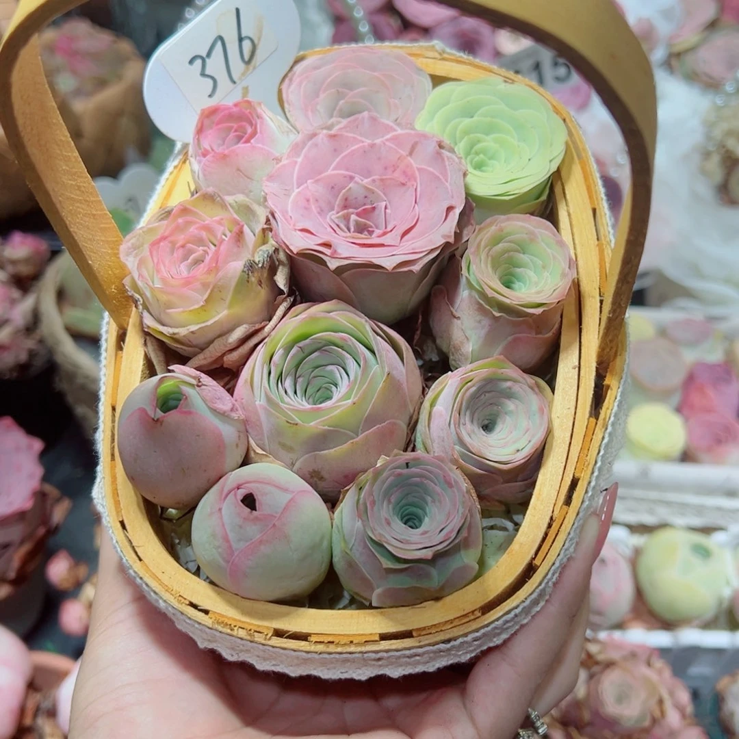 376竹编花篮组合混色山地玫瑰。