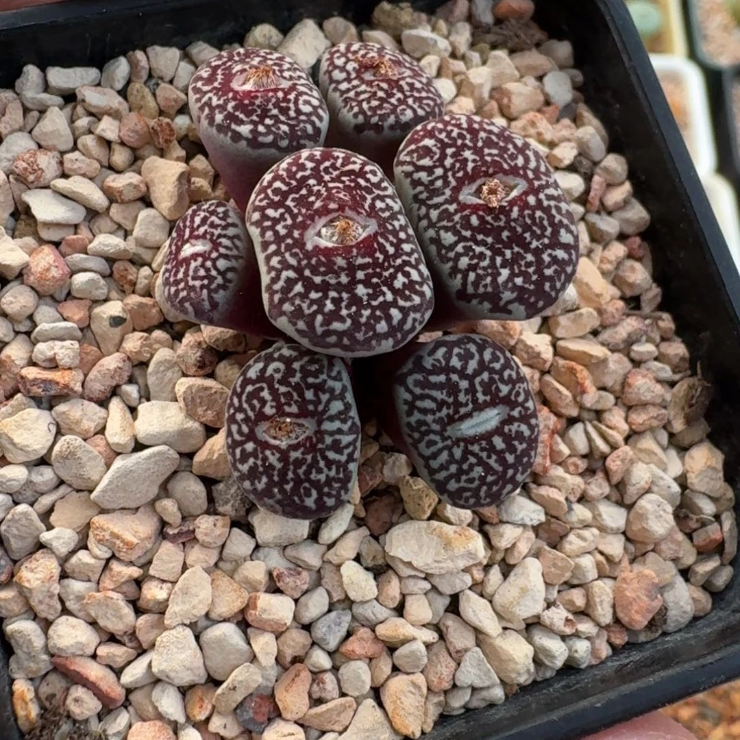 云缦精品番杏30.47 大型墨 微瑕疵