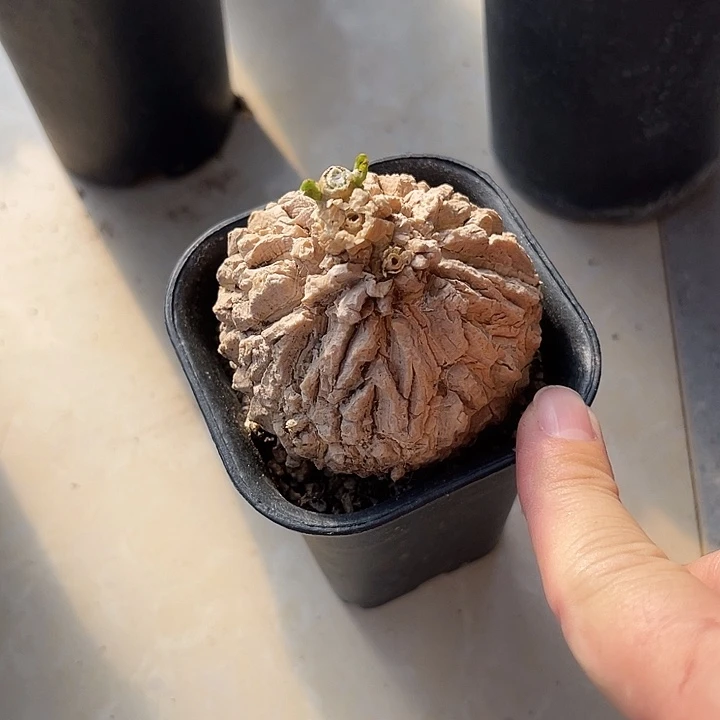 无花朵实生白皮龟甲罗摩