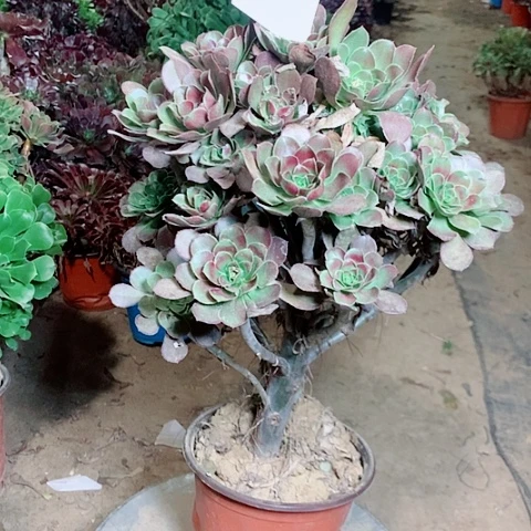 灰圆叶多肉植物法师48