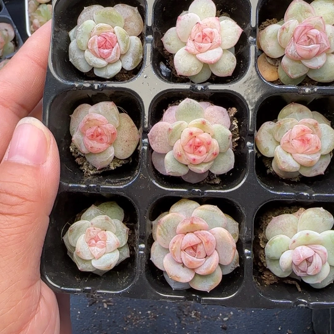 谁***1【满29包邮非偏远】068九棵卡拉米