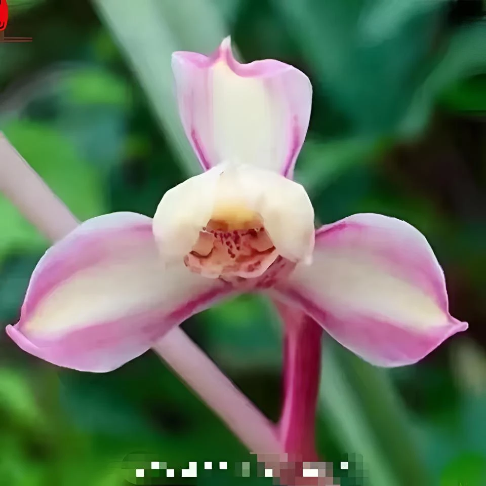 建兰  鸿运当头 花期6-11月份自然棚养殖兰花