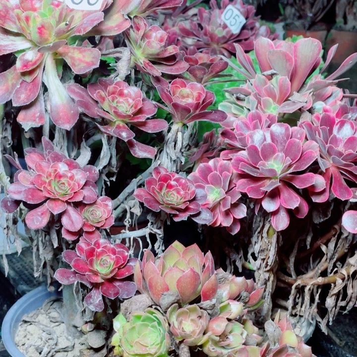 多肉植物组合068