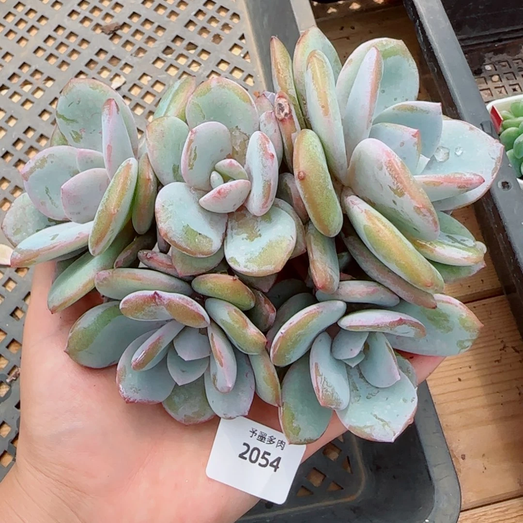 6头奶茶有砍，2054多肉植物