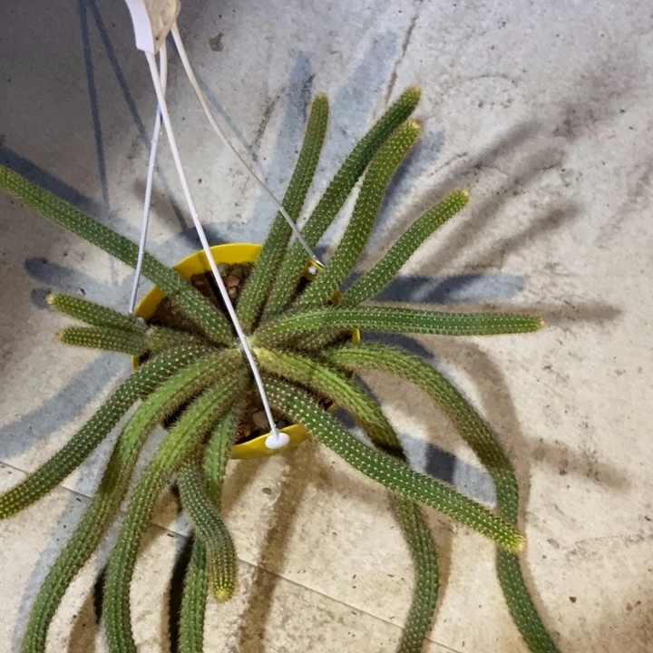 曾***梅仙人球橙仙子一物一拍脱土