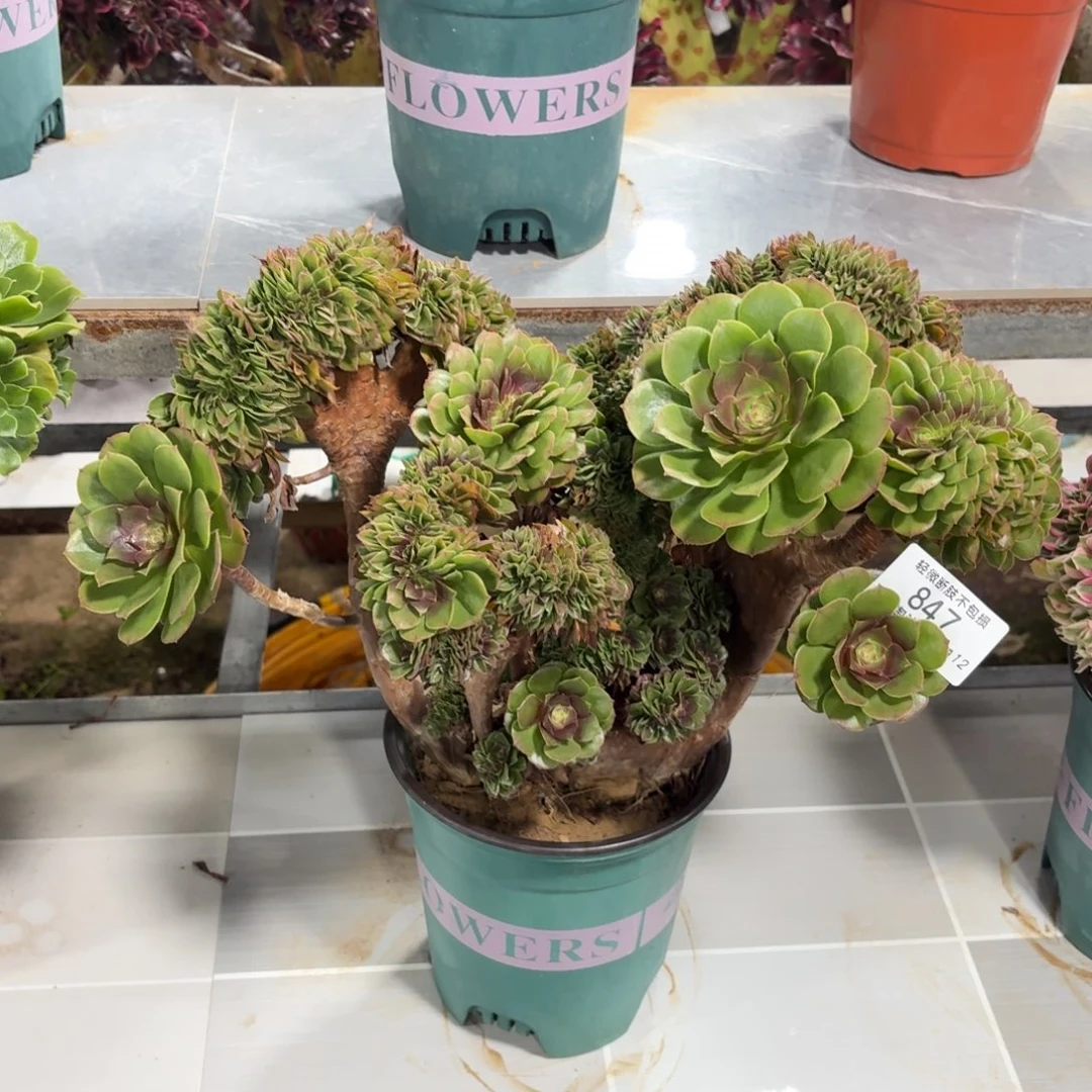 847红心沙拉碗缀化多肉植物