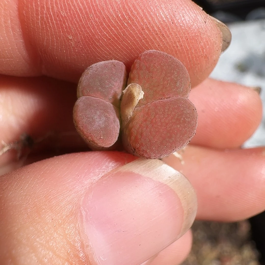 无花朵爱***猫多肉植物23