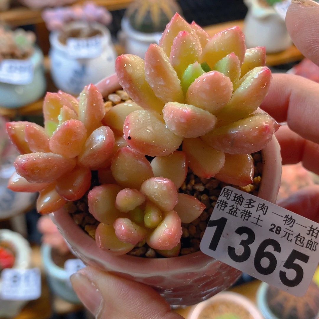 精控多肉植物1365