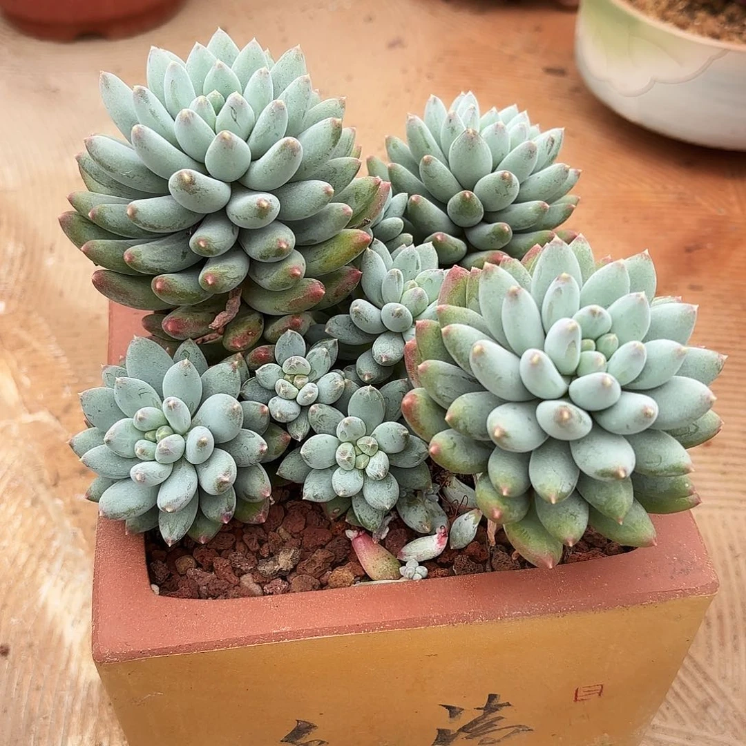 T****.新月菩提多肉