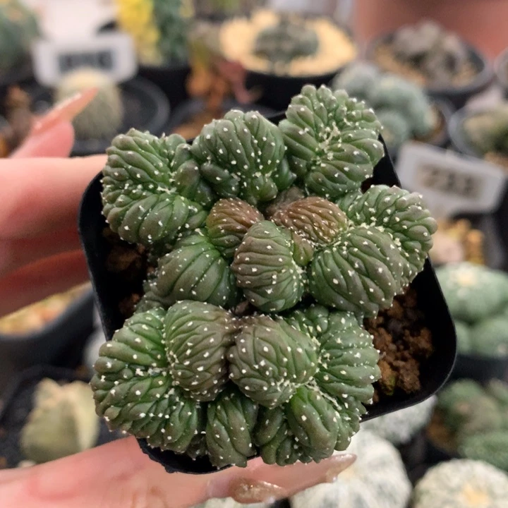 【闪购商品】实生兜缀化