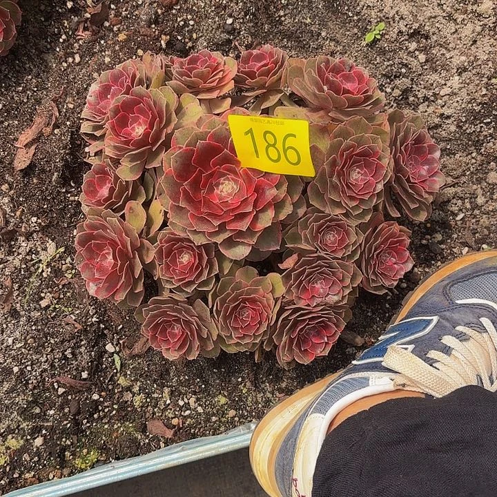 多肉植物克拉恋人186号