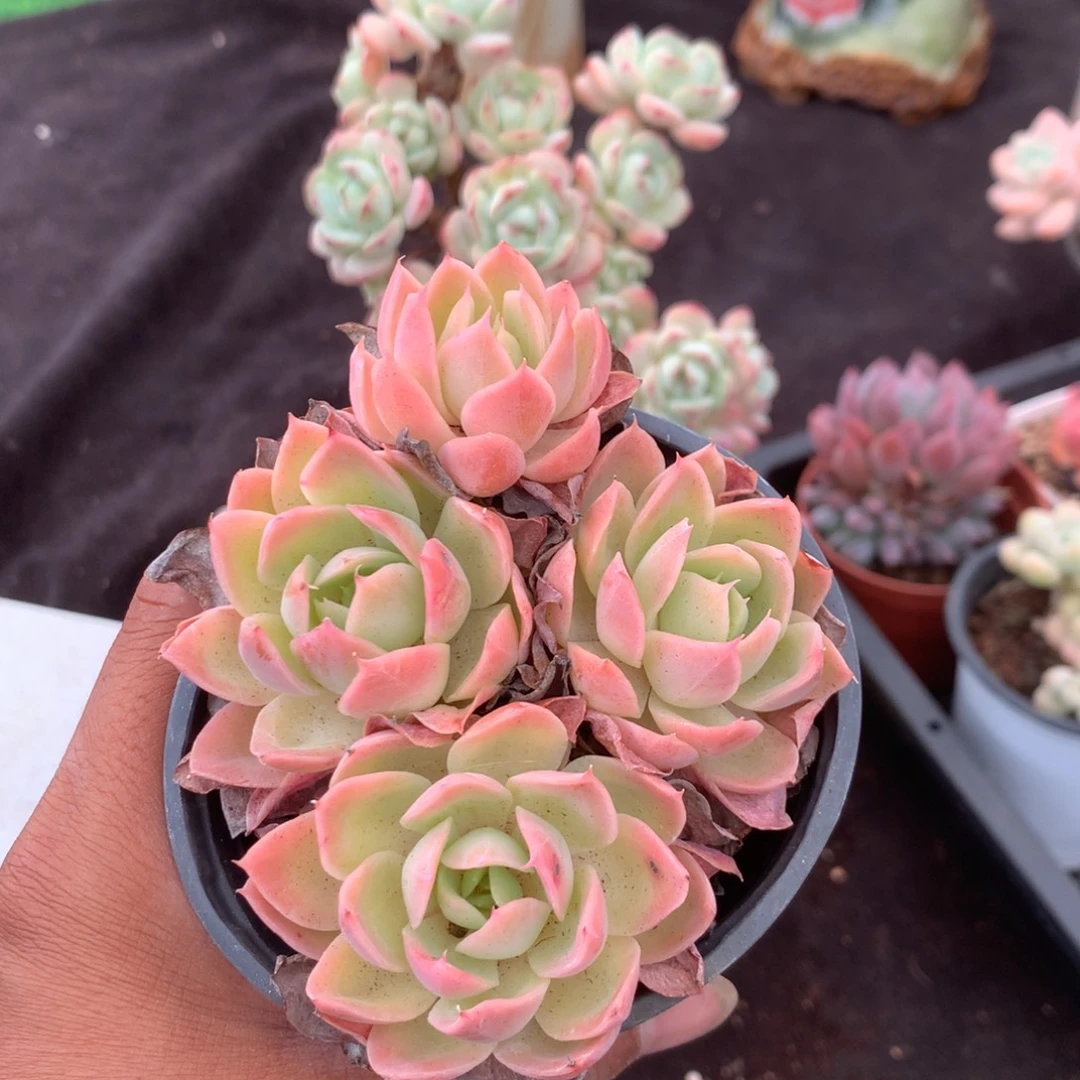 人工增水系统在国内已经应用