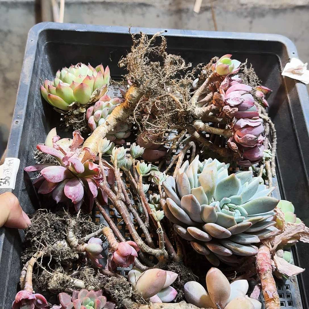 满20包邮零下拍保温箱36号筐无售后