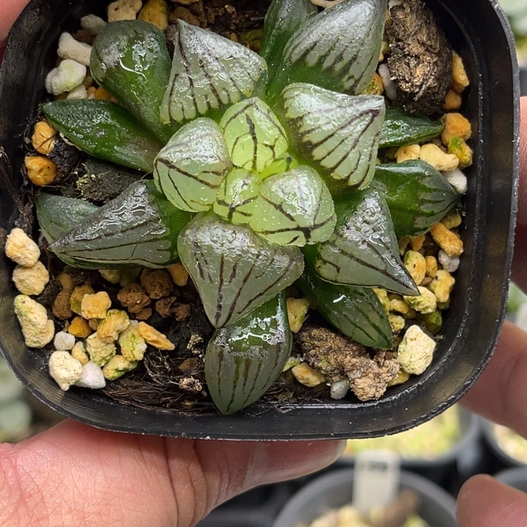 392短肥西瓜锦发发发发发发