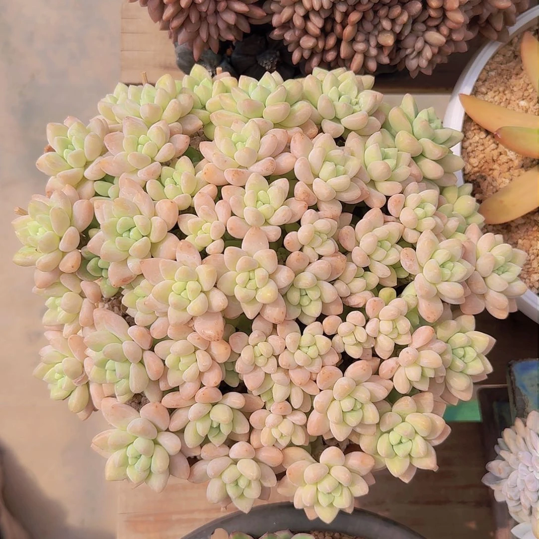 奶酪蛋糕多肉一物一拍