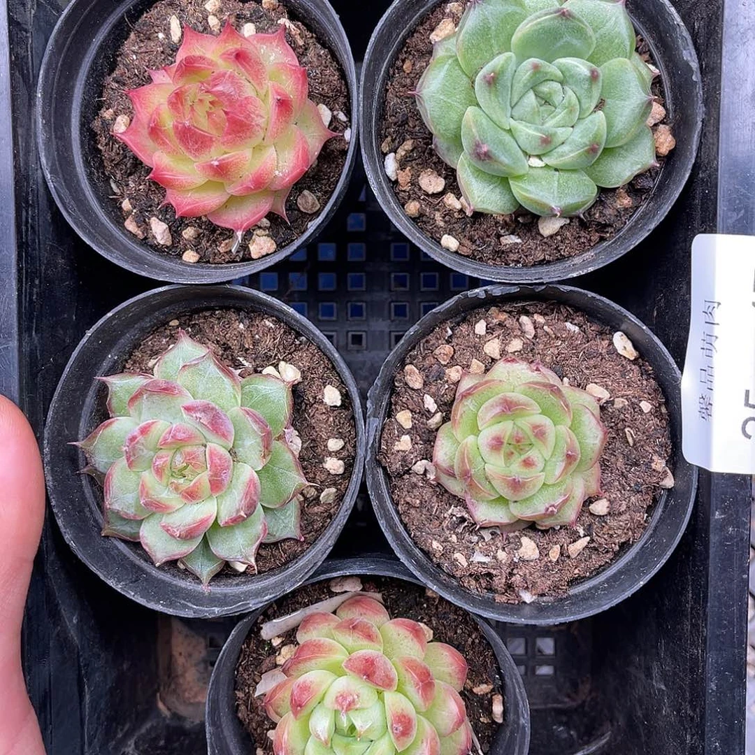多肉一物一拍25-47