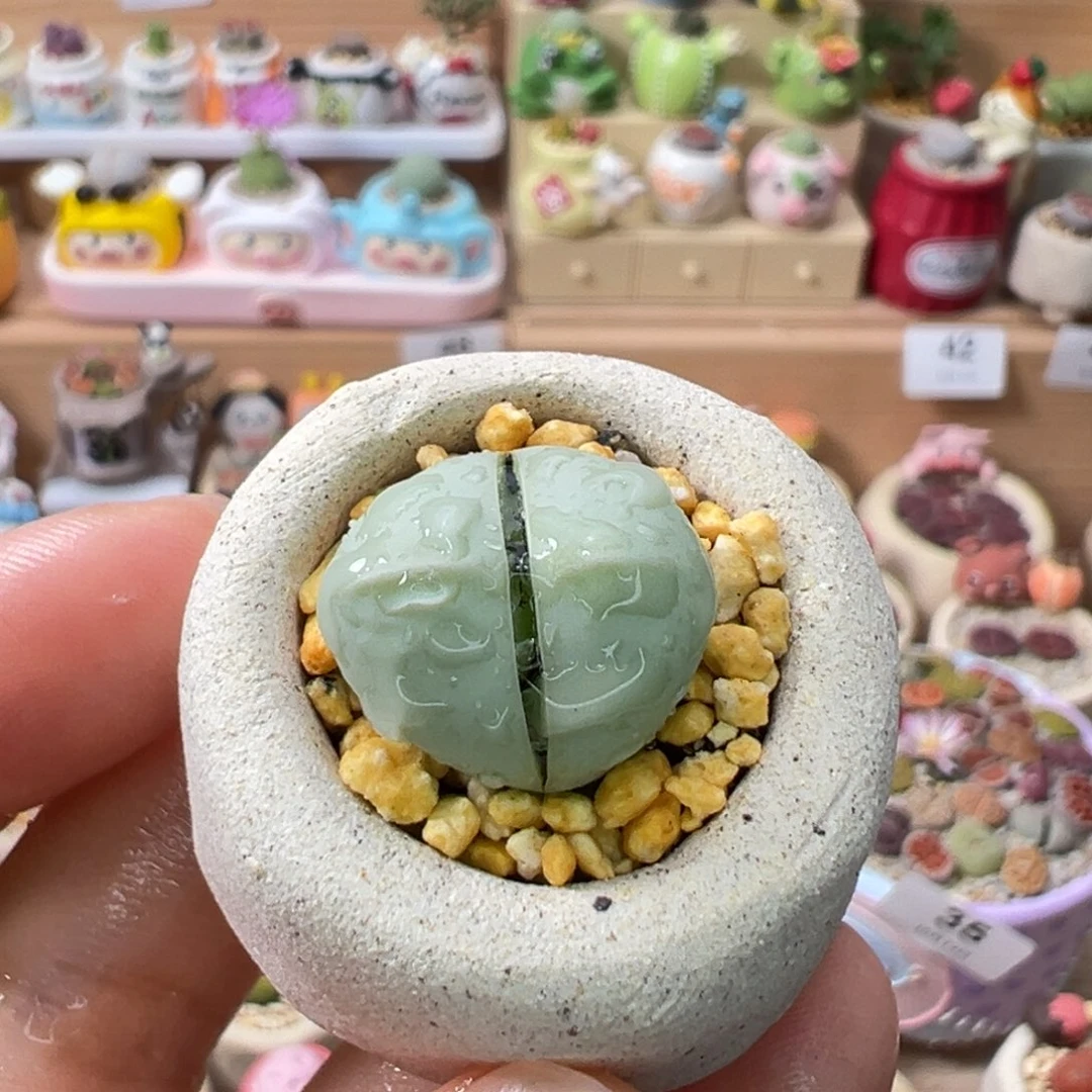 多肉植物65号元宝