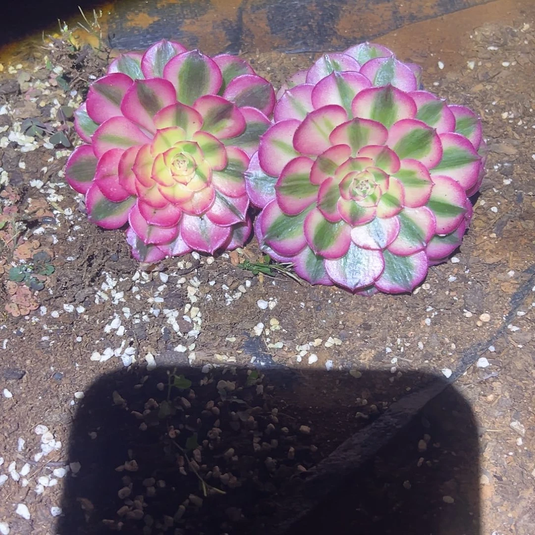 你***！精品多肉植物倾城