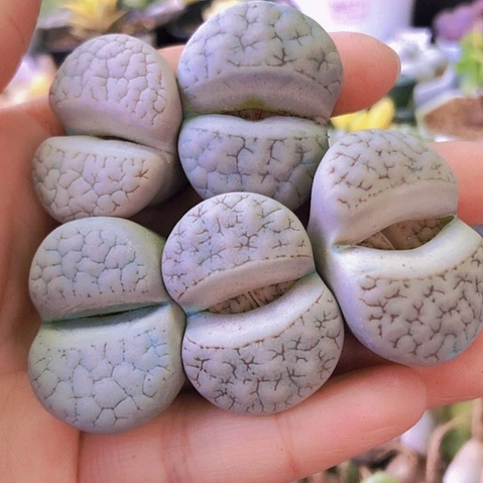 无花朵0964，3-3.4厘米大荒