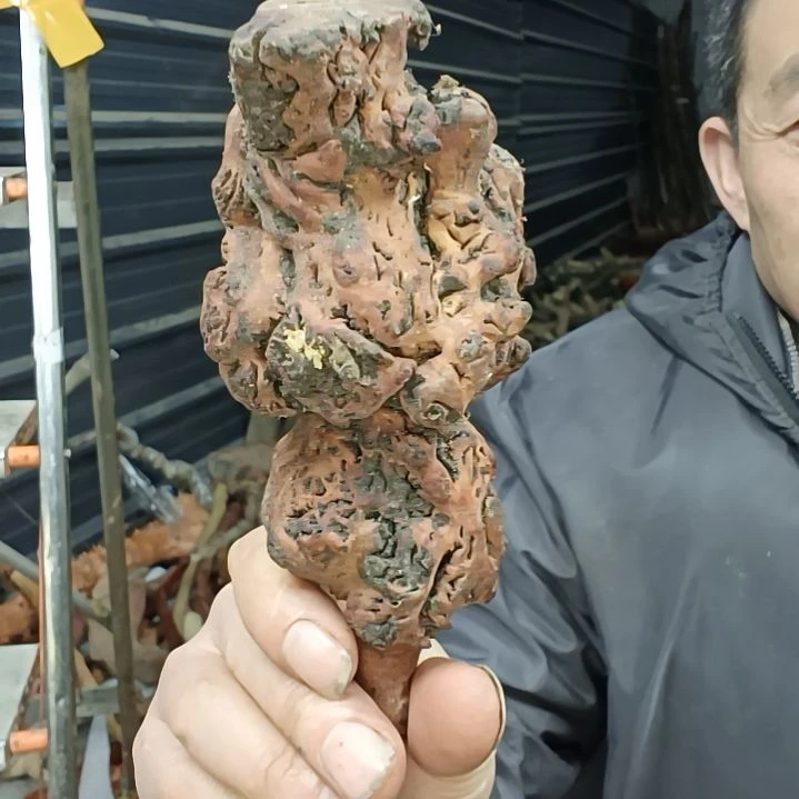 稳定木平*。贵州檬子木   铁马鞭   根艺  半成品