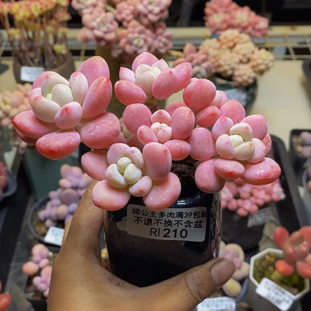 210樱花洛神多肉8c m