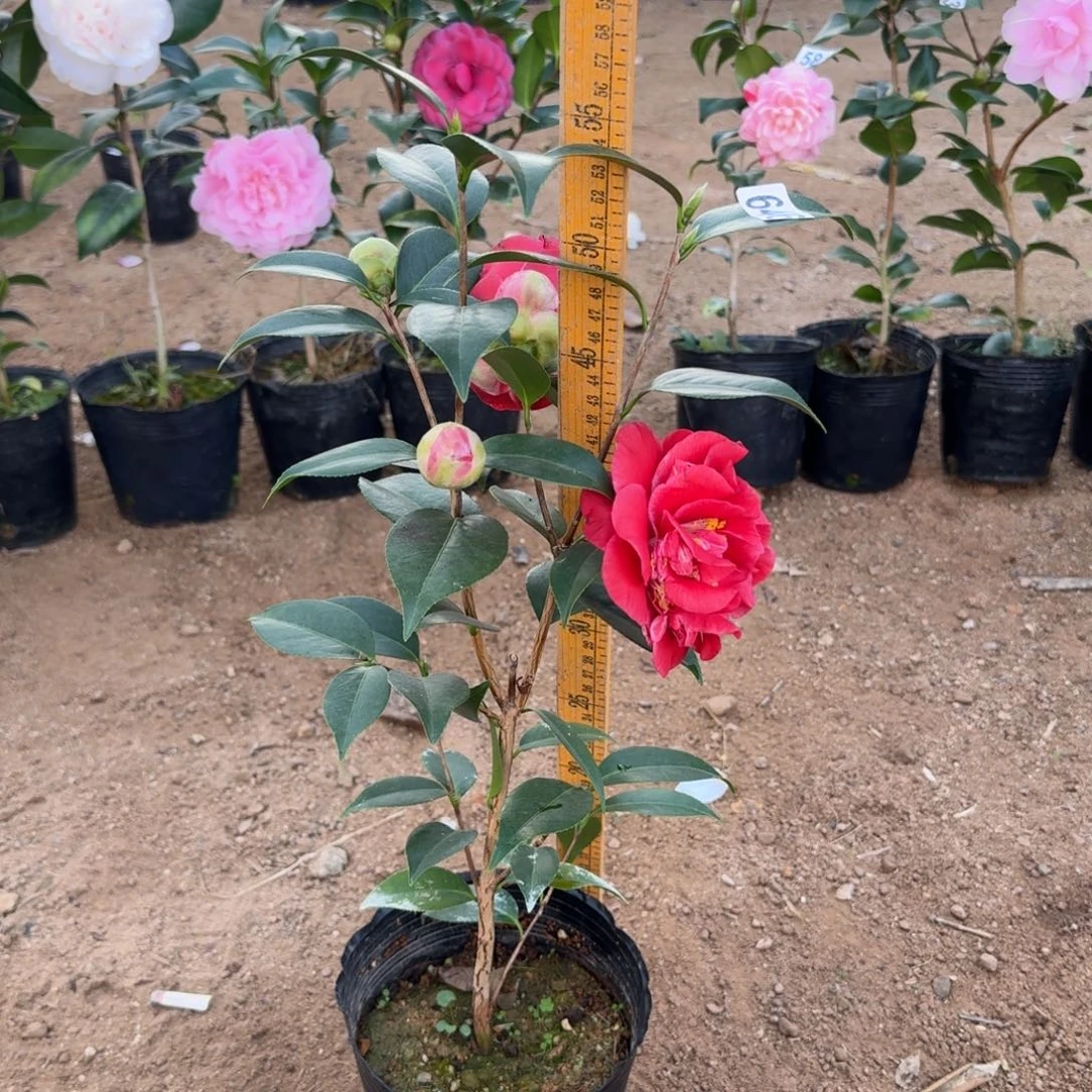 少量花朵（建议范围：2朵-5朵 或40%以下）646圣诞帽