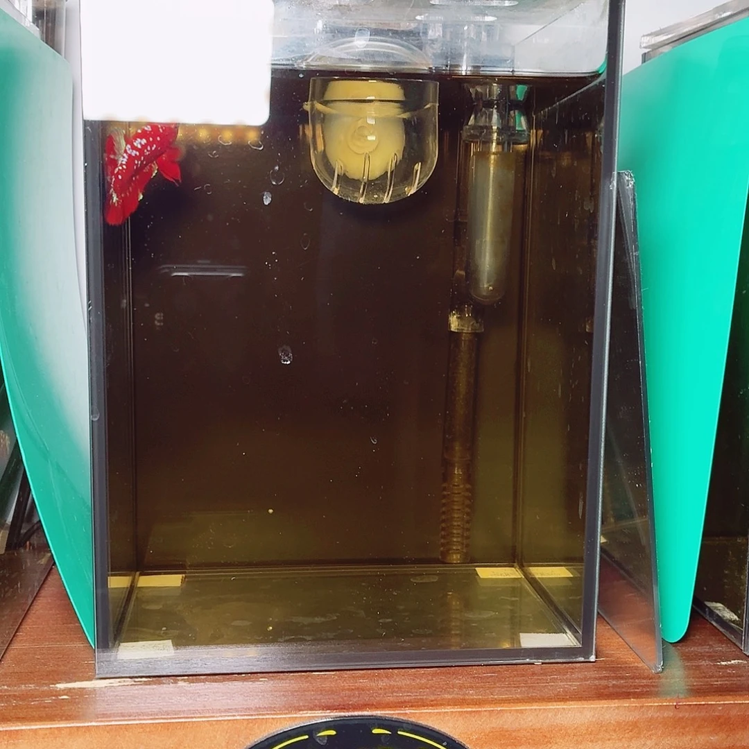 斗鱼彩金将军公鱼