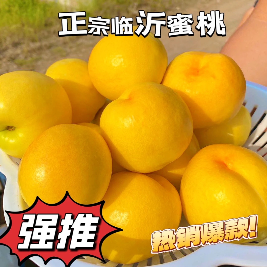 【露天种植】桃之乡临沂应季油桃脆甜爽口软糯香甜果园黄桃直达