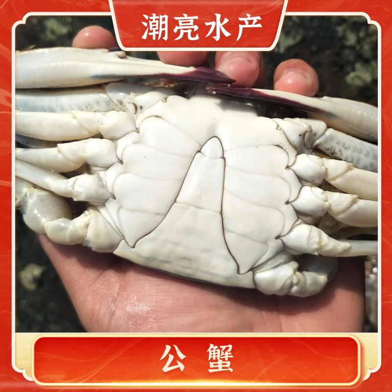【保鲜不保活】海捕公蟹 每只3-5两 每斤2-3只 个别爪子不全