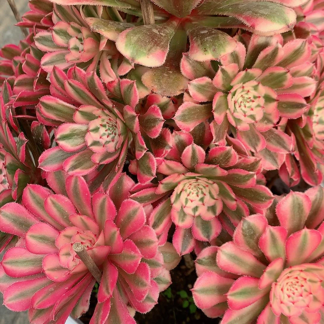 【闪购商品】粉铜多肉