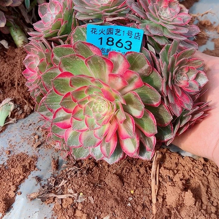 万花筒1863多肉植物