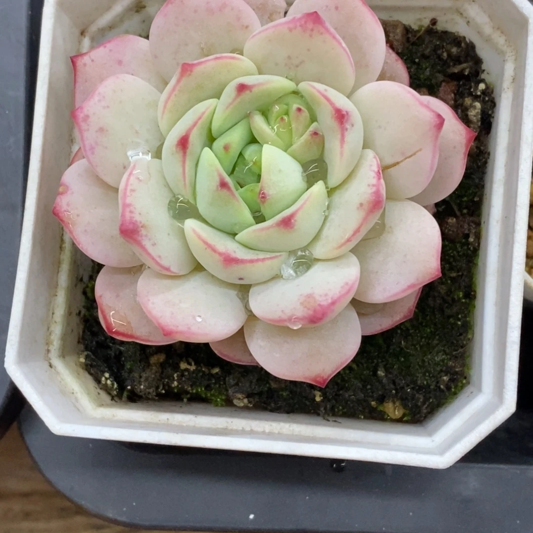 精品多肉一物一拍不包整428