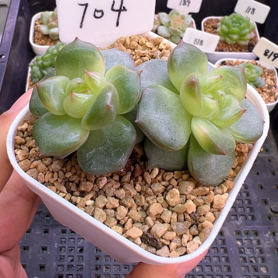 704号油透珍妮不包整