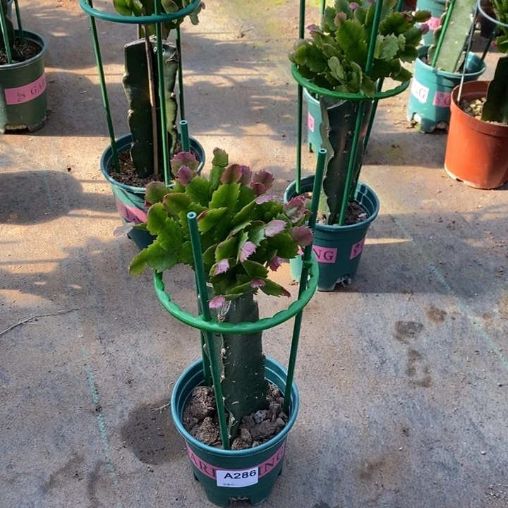 当前无花栽培后可以开花蓝****^286嫁接037