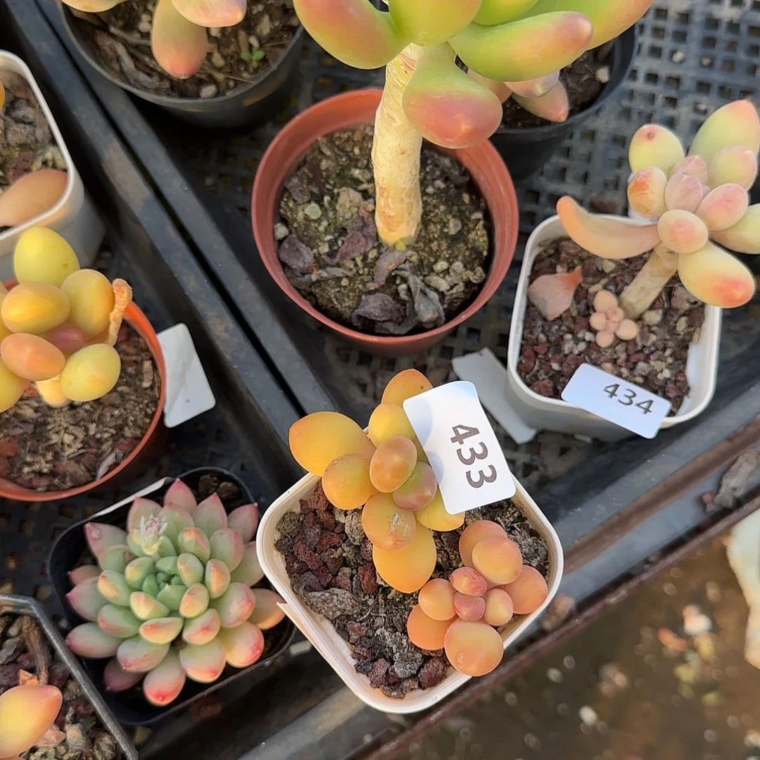 小**?433号 一物一拍