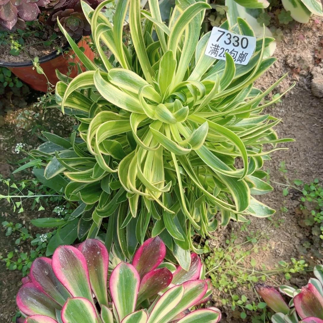 O.  7330虞姬多肉