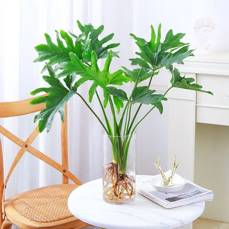 龙鳞春羽水培植物室内客厅办公室耐阴好养懒人小天使绿植净化空气