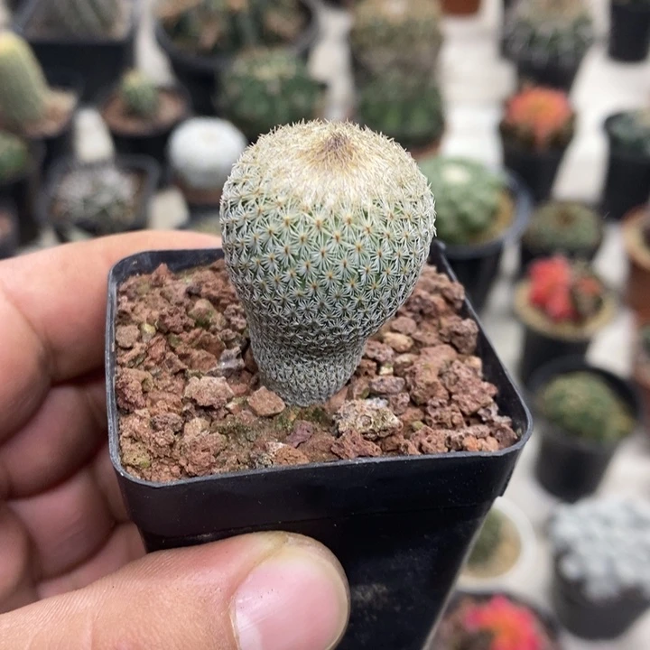 实生月世界特价福利