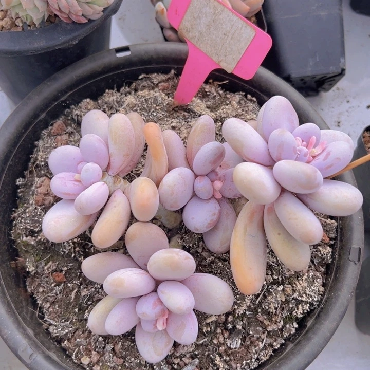 健健康康平平安安