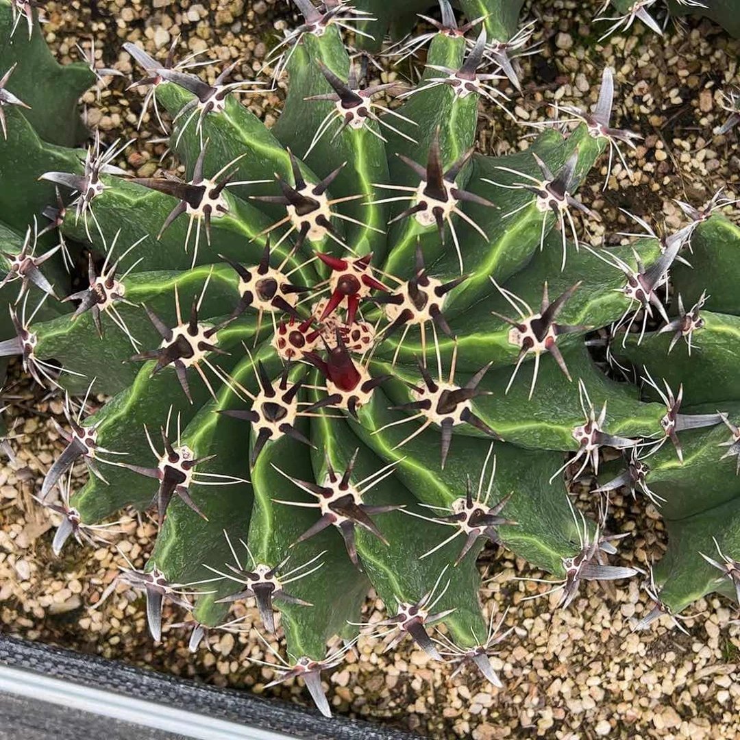 货****多雎鸠玉植物球球植物