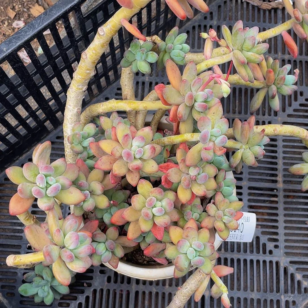 用****4苹果25040多肉