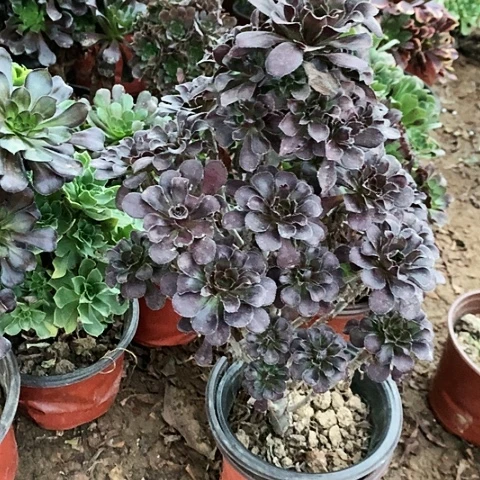 黑原叶玫瑰玫瑰玫瑰