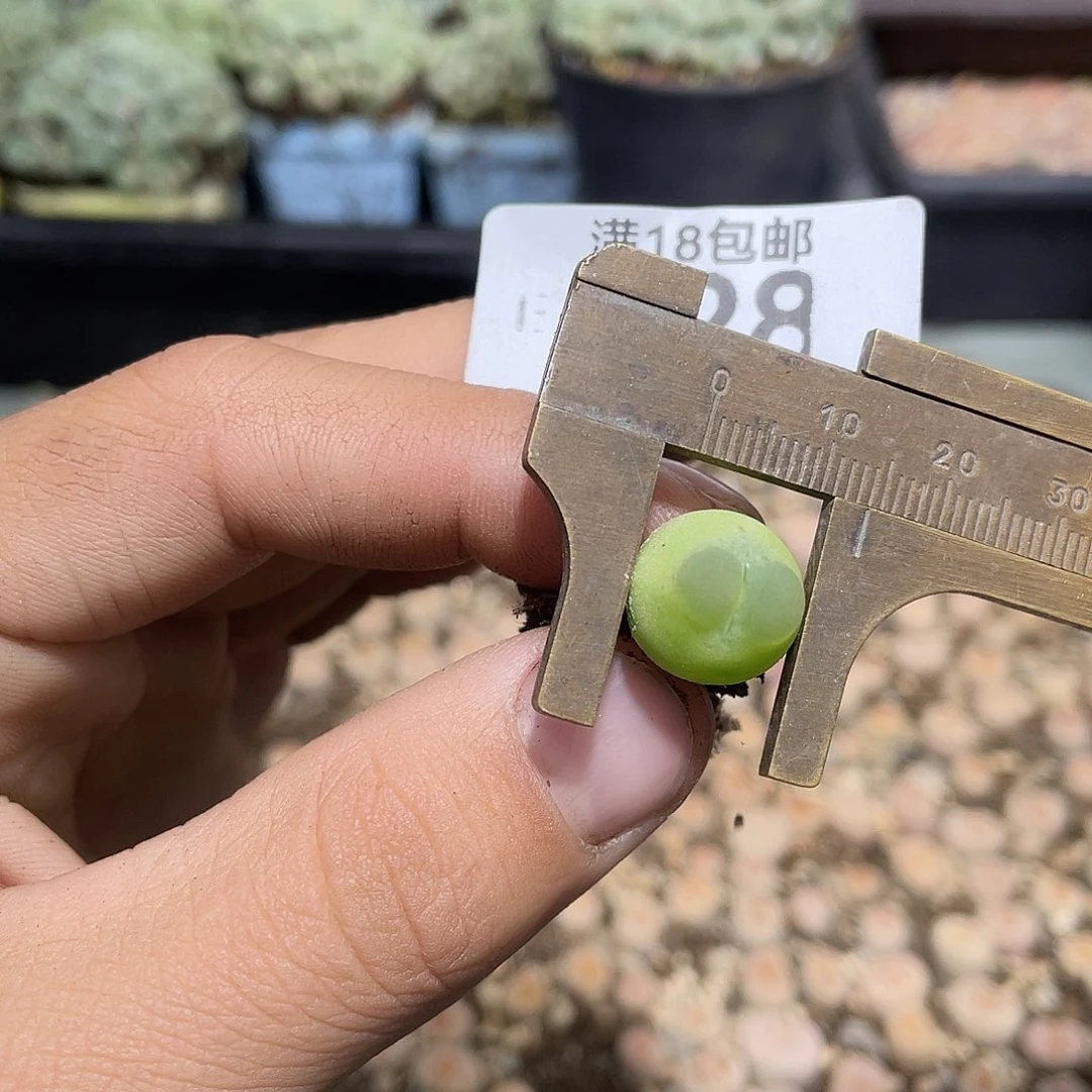 528当天凑满十八元包邮生石花