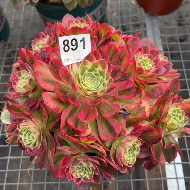 891海王20厘米左右