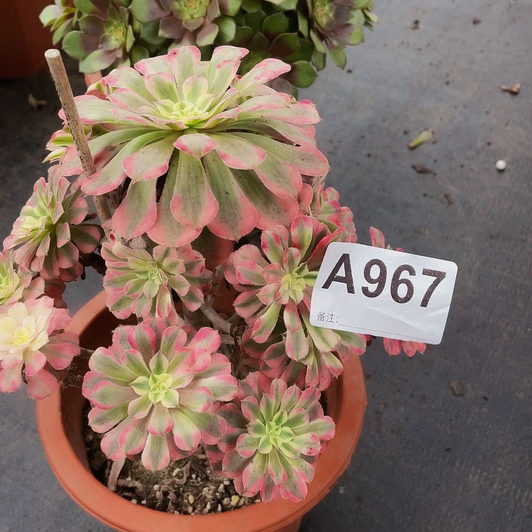 共同白967拖土发货