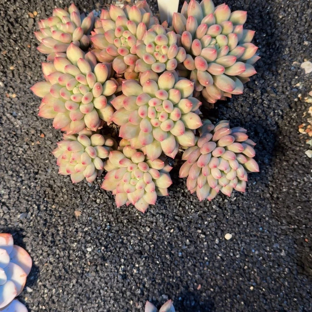 一物一拍米其林110