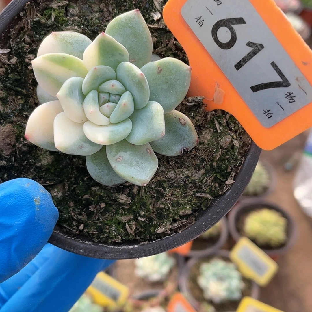 【闪购商品】617号