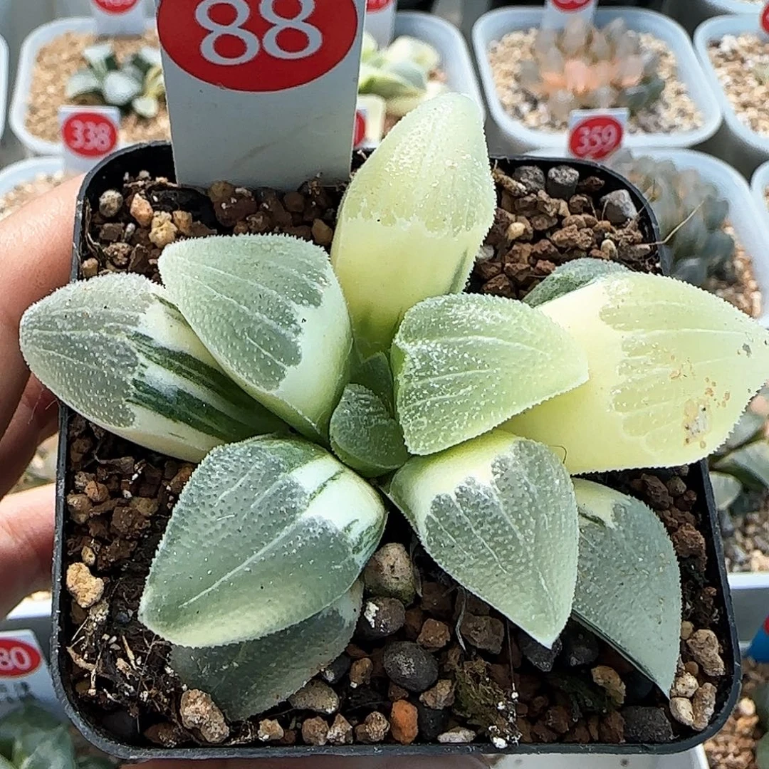 88号蓝光磨面锦一物一拍带盆土