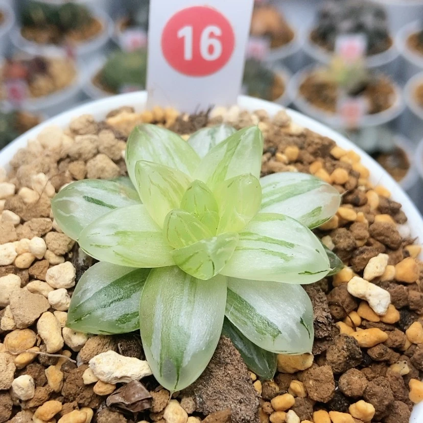 【闪购商品】16花火锦